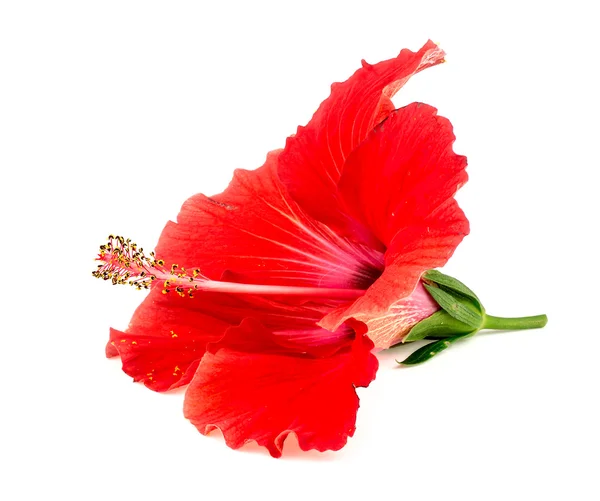 Красивый красный гибискус цветок изолирован на белом — стоковое фото