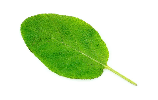 Folha de erva sábio único isolado em branco — Fotografia de Stock