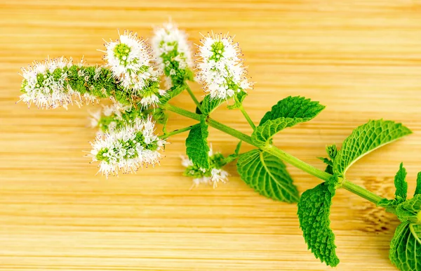 Macro closeup of fresh home-grown mint and mint flower — Stock Photo, Image