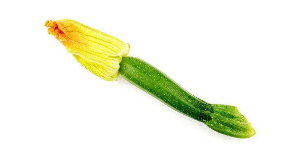 Verse rijpe courgette met bloem geïsoleerd — Stockfoto