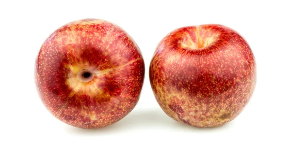 Pair of pluot apricot plums — Stock Photo, Image