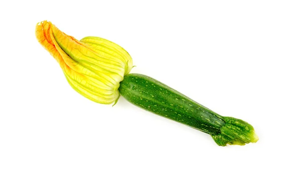 Macro closeup of zucchini flower — Stock Photo, Image