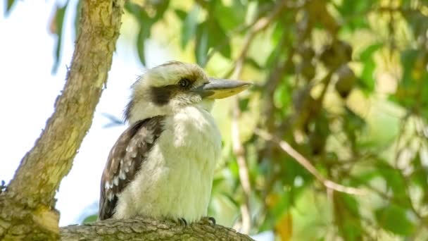 Kookaburra (Dacelo novaeguineae) obracając głowę i czyszczenia piór na drzewo, 4k 24p — Wideo stockowe