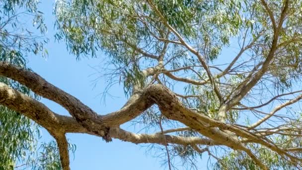 Mooie eucalyptus takken tegen blauwe hemel met wiegende zachtjes bladeren, 4k 30p — Stockvideo