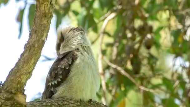 Gewone kookaburra met behulp van haar grote bill om bruidegom veren — Stockvideo