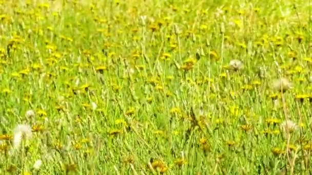 Champ de fleurs de pissenlit jaune sauvage se balançant dans le vent, 4K 30p 