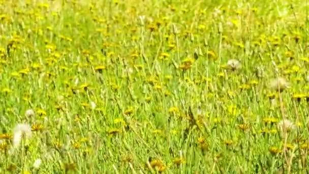 Campo de flores de dente-de-leão amarelo selvagem balançando ao vento, 4K 30p — Vídeo de Stock