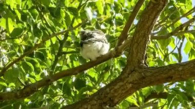 Başka bir genç kasap kuş olarak ağaç üzerinde oturan çocuk gri butcherbird dalda toprakları