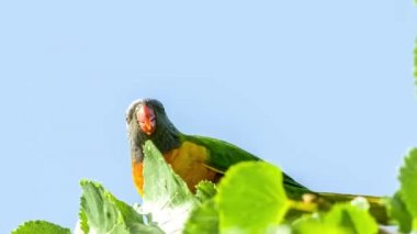 Arka planda, 4 k 24 p cıvıl cıvıl lorikeets sesler ile ağaç üstten uçakla gökkuşağı Lori
