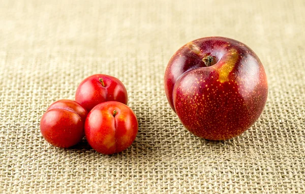 Closeup bonsaje cherry švestky vedle Evropské červená švestka — Stock fotografie