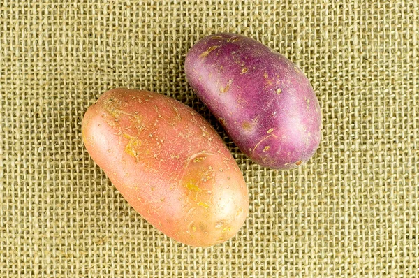Granja ecológica variedades de patata fresca —  Fotos de Stock