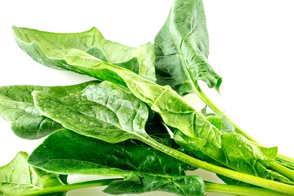 Macro closeup of spinach leaves showing green leaf veins — Stock Photo, Image