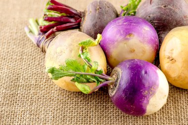 Taproot sebze şalgam, İsveçliler ve pancar gibi çeşitli