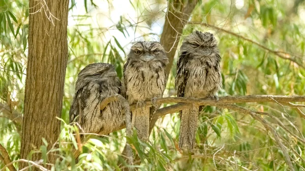 Group of juvenile Australian tawny frogmouth nocturnal birds per — Stock Photo, Image