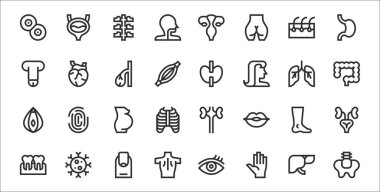 32 insan vücudu, pelvis, el, vücut, diş, ayak, hamile, bağırsak, tiroid bezi, kalp gibi ince taslak simgeler.