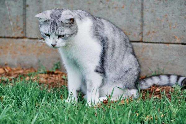 Foto a colori di un gatto seduto sull'erba — Foto Stock