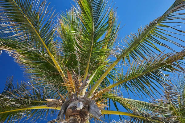Pálmafa közel, mint háttér kép — Stock Fotó