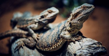 Sakallı ejderhaların makro fotoğrafı