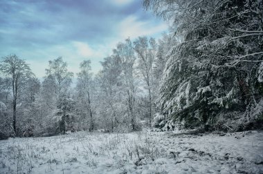 Karla kaplı ağaçlarla kaplı Alman kış manzarası