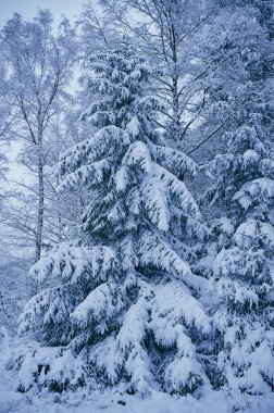 karla kaplı kozalaklı ağaç, kış manzarası, dikey renkli fotoğraf