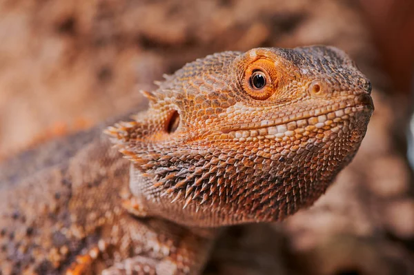 Male Bearded Dragon Portrait Photo Looking Camera — Stock Photo, Image