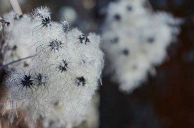 Yaygın klematis bitkisinin çiçek açmasına yakın