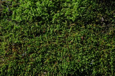 Arka plan fotoğrafı olarak yeşil yosun ile kaplanmış duvar parçası