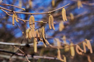 İlkbaharın başlarında polenlere yakın.