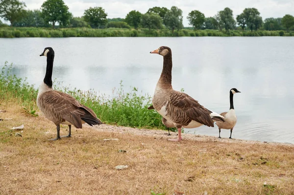 wild geese in front of a lake