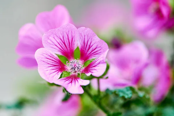 Eflatun renkli çiçek, makro fotoğraf. — Stok fotoğraf