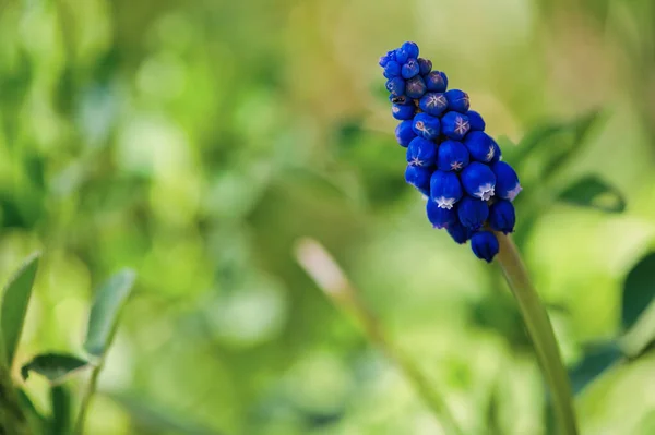 Macro photo of a grape hyacinth Royalty Free Stock Images