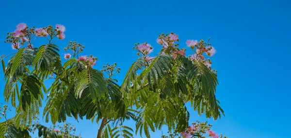 Persian silk tree close up on blue sky — Stock Photo, Image