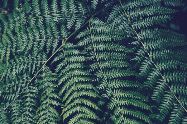 green fern branch as photo background for any text