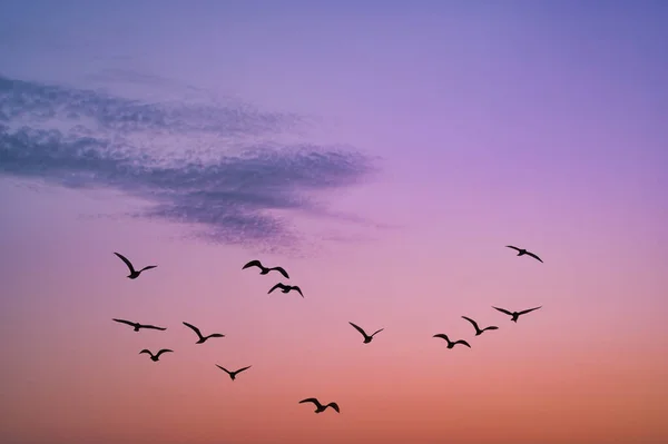 Gündoğumu gökyüzü arkaplan fotoğrafı olarak kuş siluetleri ile