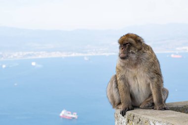 Cebelitarık maymunu duvarda oturuyor ve uzaklara bakıyor.