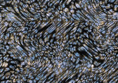 Soyut, kusursuz hayvan derisi deseni