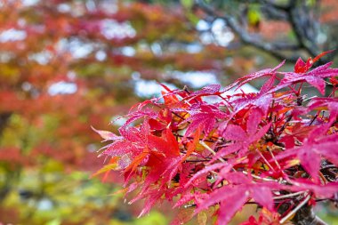 Geleneksel Japon Kırmızı Akçaağaç Sonbahar Mevsiminde Yapraklar. Yatay görüntü