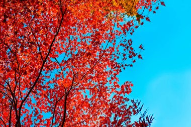 Sonbahar mevsiminde Japon Kırmızı Akçaağaç Ağaçları. Yatay Resim