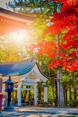 Japonya 'nın Koyasan şehrinde sonbahar sezonu boyunca Kırmızı Akçaağaç ağaçlı geleneksel Japon Pagoda' sı. Dikey Yönlendirme