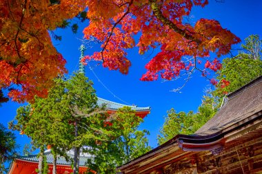 Japonya 'daki Koya Dağı' ndaki Line Seasonal Red Maples ile Danjo Garan Kutsal Tapınağı manzarası. Yatay Bileşim
