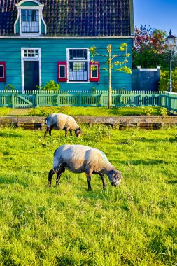 Yeşil Çimenler 'de yetişmiş Soylu Koyun Pastası. Dikey Resim Kompozisyonu