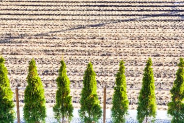 Ploughed Field 'ın önündeki firavun ağaçları hattı. Yatay Resim
