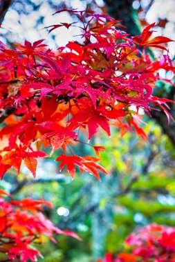 Geleneksel Japon Kırmızı Akçaağaç Sonbahar Sonu Yaprakları 'na yakın çekim. Dikey Resim Yönlendirmesi
