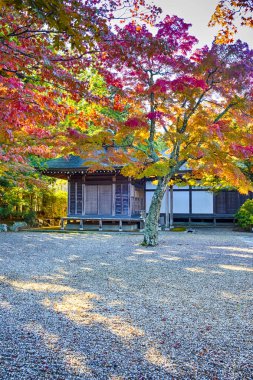 Koyasan Dağında Mevsimlik Kırmızı Akçaağaç Ağaçlarıyla Geleneksel Ahşap Shinto Tapınağı Huzur Bahçesi.