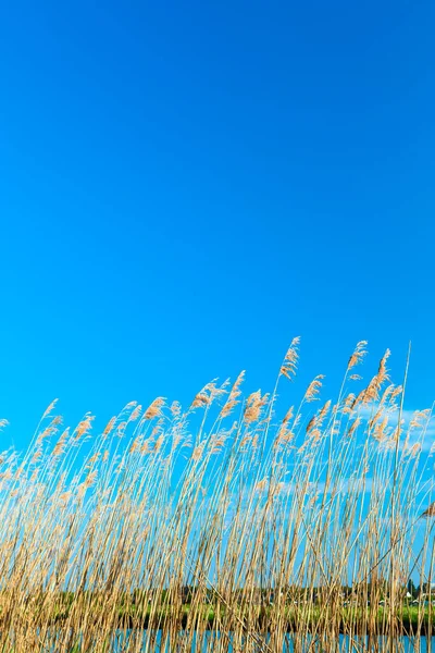 Lines or Heap of Fresh New Wheat Stems In The Village of Kinderdijk in The Netherlands Against Blue Sky. Vertical image