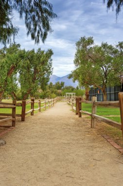 Green Oasis in Death Valley National Park