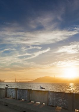Korkuluk San Fransisco p oturan güzel sakin martı