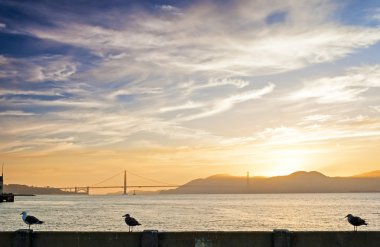 Beautiful Tranquil Seagull Sitting on Railing on San-Fransisco Pier