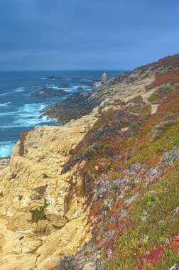 Pasifik kıyı şeridi çiçek açan alanının inanılmaz canlı görünüm