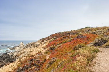 Travel Ideas. Blooming Mountains Slopes of Pacific Coastline in Summer Time